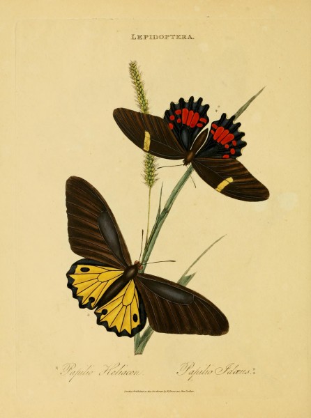 An epitome of the natural history of the insects of India (Plate 19) (7138666245)
