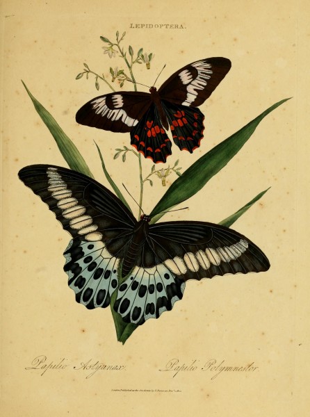 An epitome of the natural history of the insects of India (Plate 20) (6992583958)