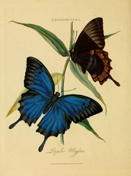 An epitome of the natural history of the insects of India (Plate 21) (7138667499)