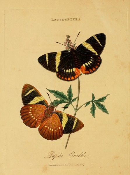 An epitome of the natural history of the insects of India (Plate 22) (7138668187)