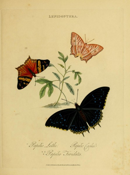 An epitome of the natural history of the insects of India (Plate 23) (7138668913)
