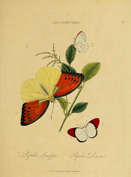 An epitome of the natural history of the insects of India (Plate 26) (7138670911)