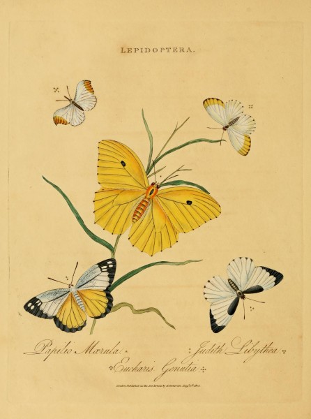 An epitome of the natural history of the insects of India (Plate 27) (7138671735)