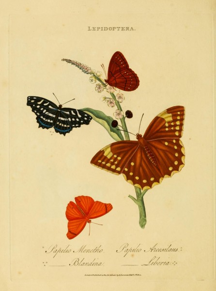 An epitome of the natural history of the insects of India (Plate 29) (6992589844)