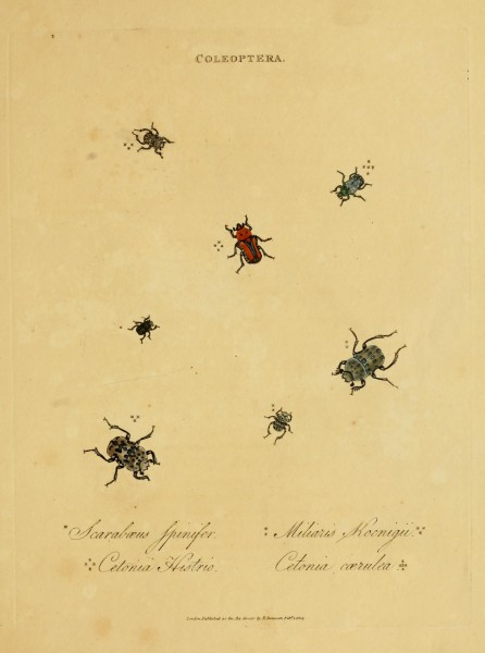 An epitome of the natural history of the insects of India (Plate 2) (7138656115)