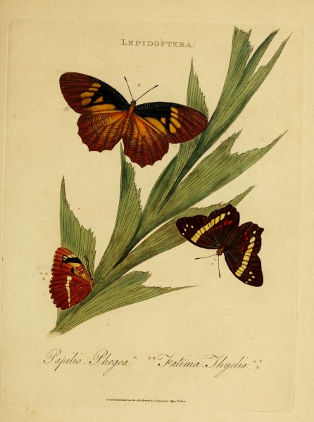 An epitome of the natural history of the insects of India (Plate 30) (6992590516)