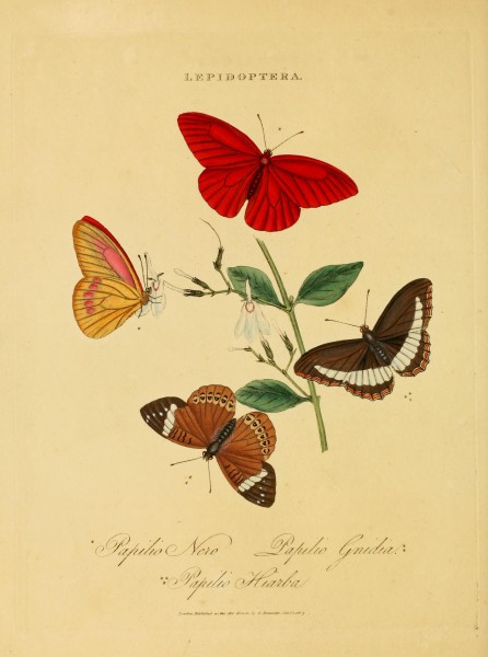 An epitome of the natural history of the insects of India (Plate 31) (7138673961)