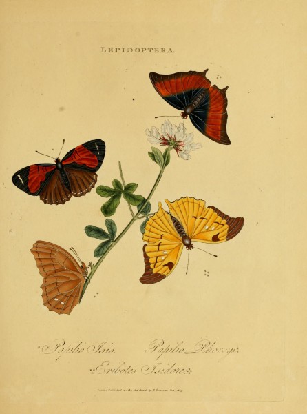 An epitome of the natural history of the insects of India (Plate 32) (6992591638)