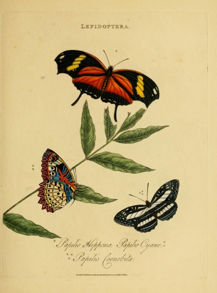 An epitome of the natural history of the insects of India (Plate 34) (7138676479)