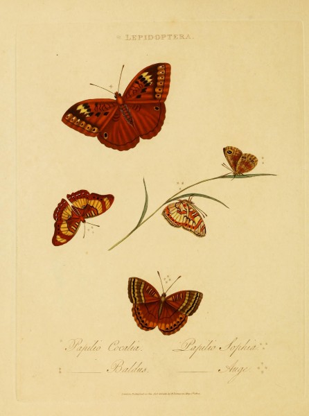 An epitome of the natural history of the insects of India (Plate 35) (6992593972)