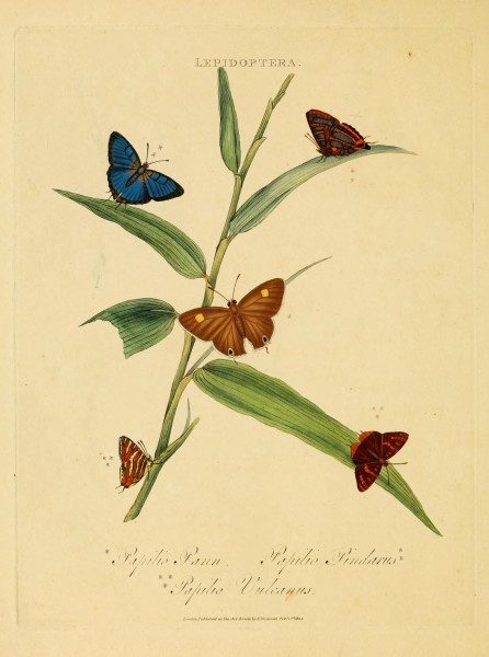 An epitome of the natural history of the insects of India (Plate 37) (7138677789)