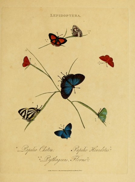 An epitome of the natural history of the insects of India (Plate 38) (6992595498)