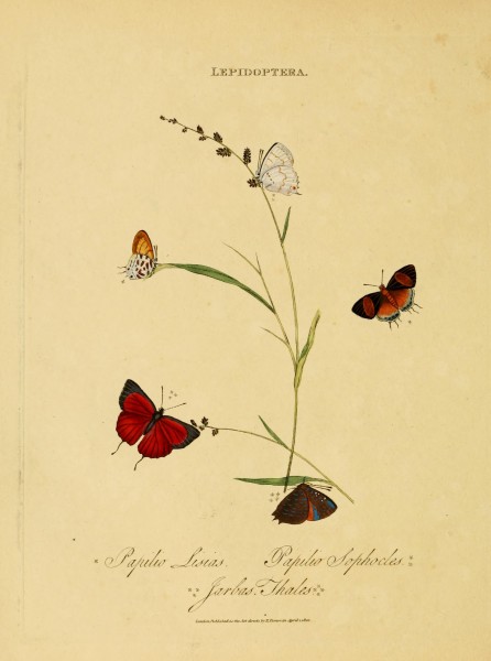 An epitome of the natural history of the insects of India (Plate 39) (7138678885)