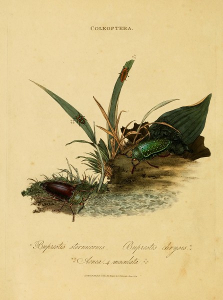 An epitome of the natural history of the insects of India (Plate 3) (7138656603)