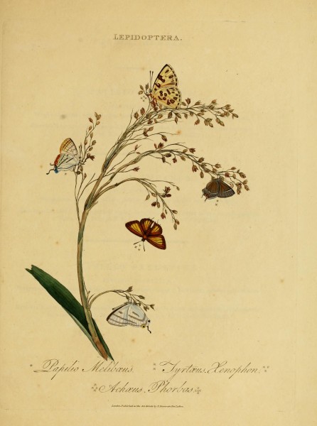 An epitome of the natural history of the insects of India (Plate 40) (7138679283)