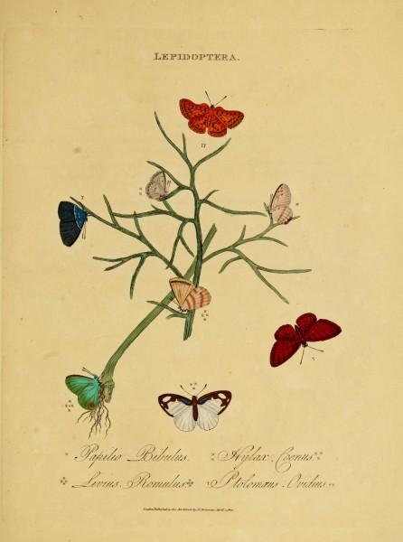 An epitome of the natural history of the insects of India (Plate 43) (7138680885)