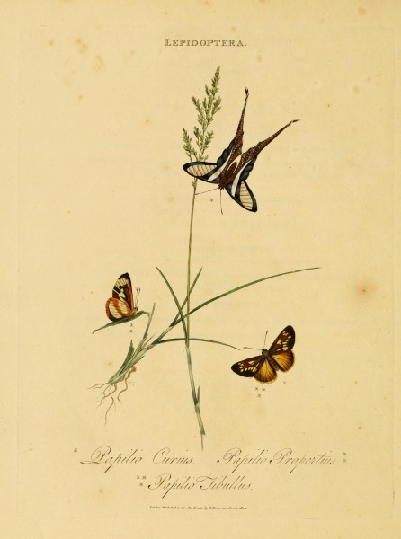 An epitome of the natural history of the insects of India (Plate 44) (7138681417)