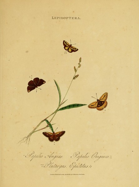 An epitome of the natural history of the insects of India (Plate 45) (7138681883)