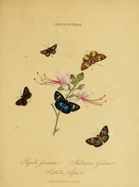 An epitome of the natural history of the insects of India (Plate 47) (6992600364)