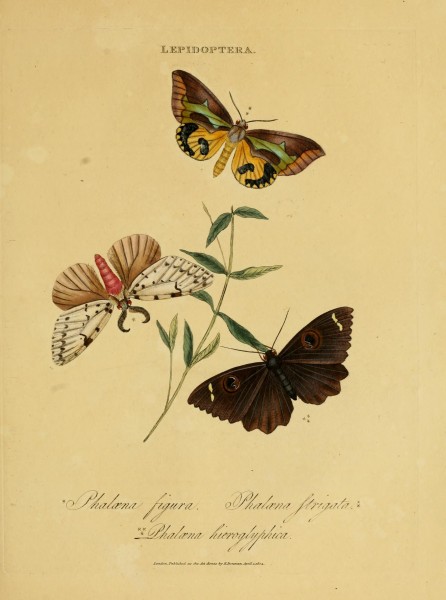 An epitome of the natural history of the insects of India (Plate 48) (6992600996)