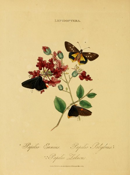 An epitome of the natural history of the insects of India (Plate 49) (6992601580)