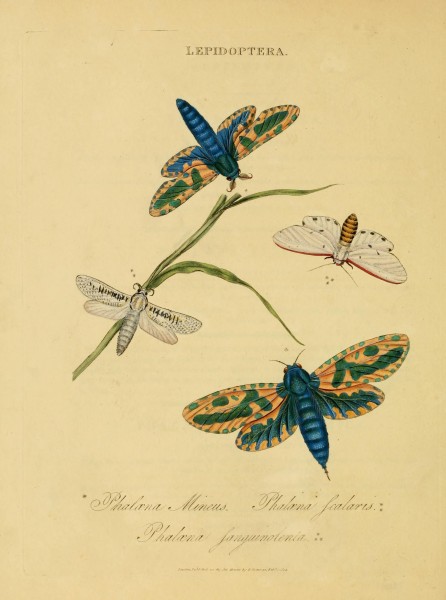 An epitome of the natural history of the insects of India (Plate 50) (7138684815)