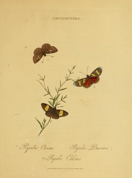 An epitome of the natural history of the insects of India (Plate 51) (6992602828)