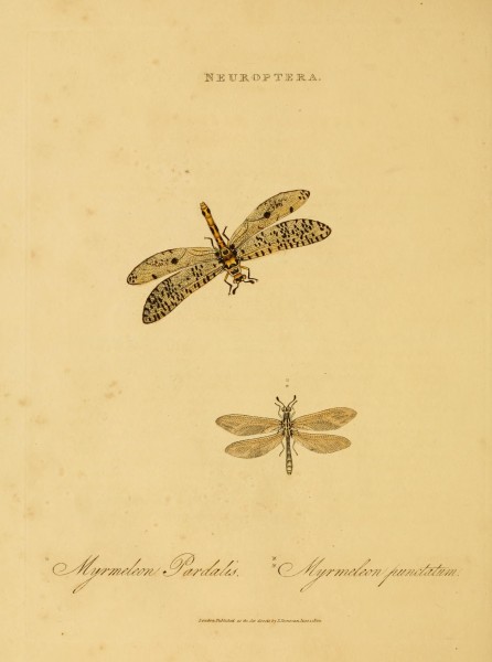 An epitome of the natural history of the insects of India (Plate 52) (7138685907)