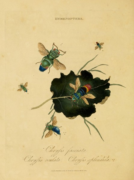 An epitome of the natural history of the insects of India (Plate 53) (7138686431)
