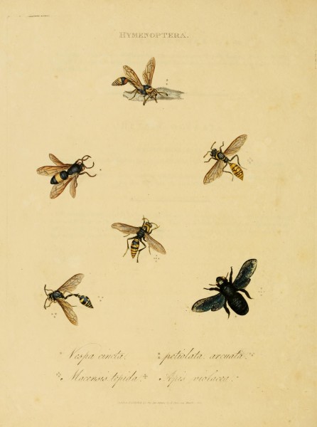 An epitome of the natural history of the insects of India (Plate 54) (7138687071)