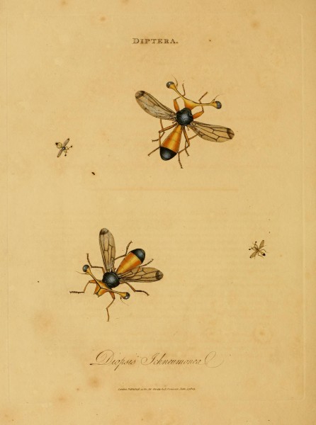 An epitome of the natural history of the insects of India (Plate 55) (6992605520)
