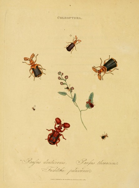An epitome of the natural history of the insects of India (Plate 5) (6992574646)