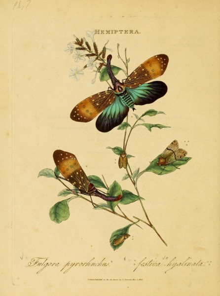 An epitome of the natural history of the insects of India (Plate 7) (6992575780)