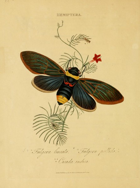 An epitome of the natural history of the insects of India (Plate 8) (7138659445)
