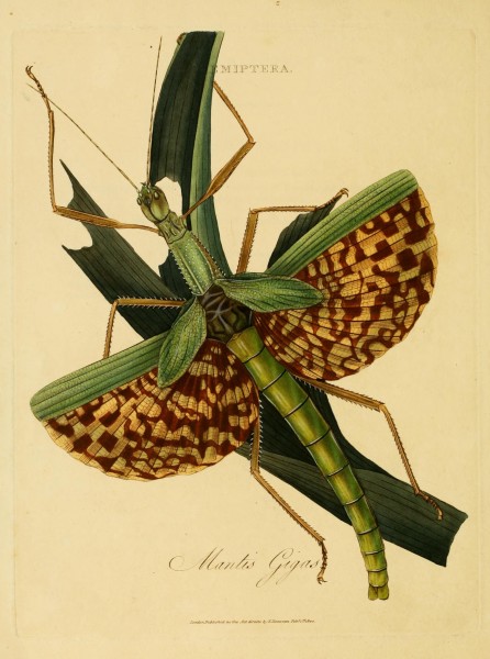 An epitome of the natural history of the insects of India (Plate 9) (7138660123)