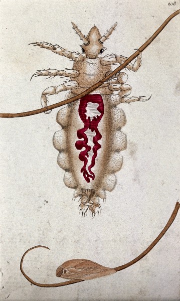 An insect, possibly a louse, with its circulation system dep Wellcome V0022499EL