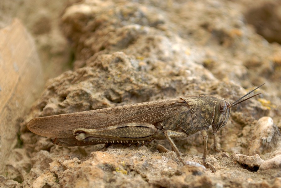 Anacridium aegyptium (3103764342)