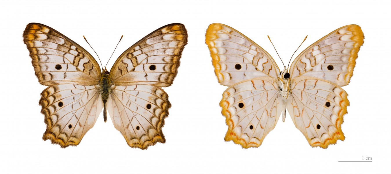Anartia jatrophae MHNT