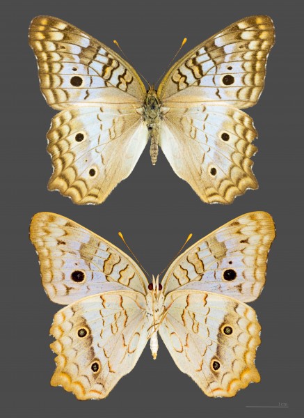 Anartia jatrophae MHNT Guadeloupe female