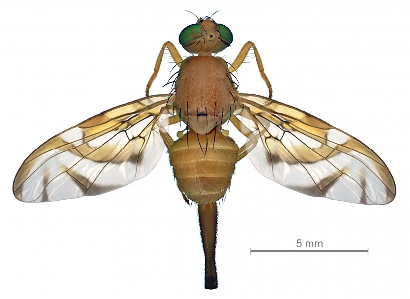 Anastrepha ludens female dorsal