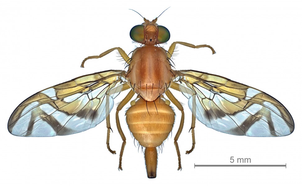 Anastrepha obliqua female dorsal