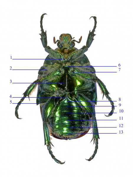 Anatomie Cétoine (face ventrale)
