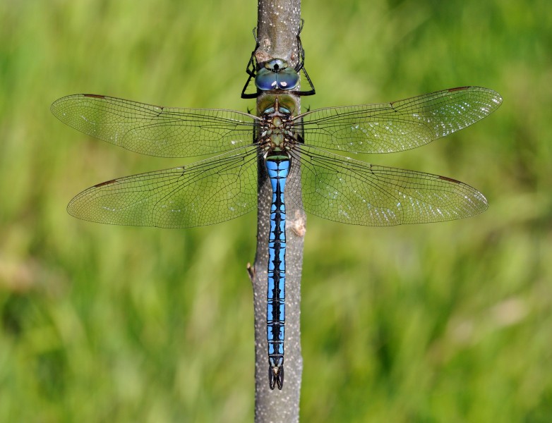 Anax imperator qtl2
