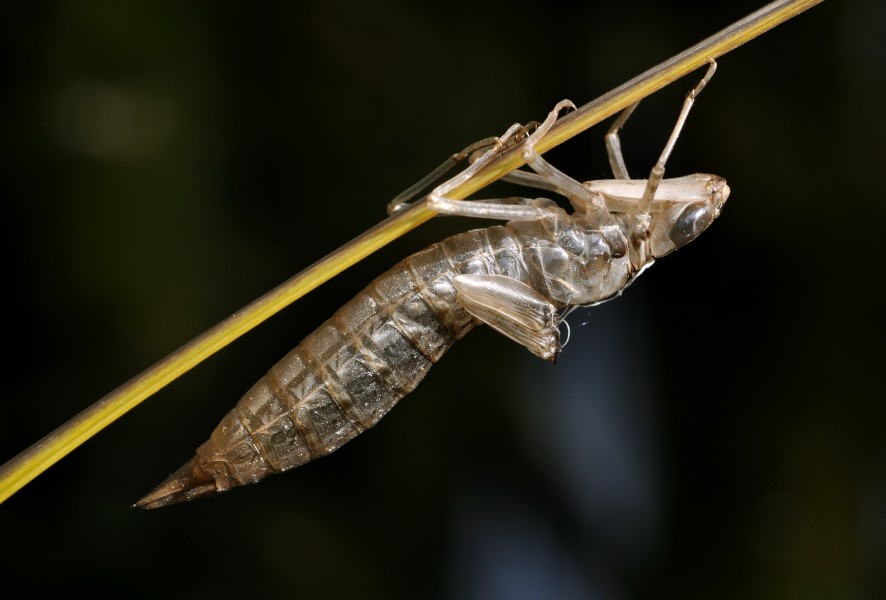 Anax imperator qtl7