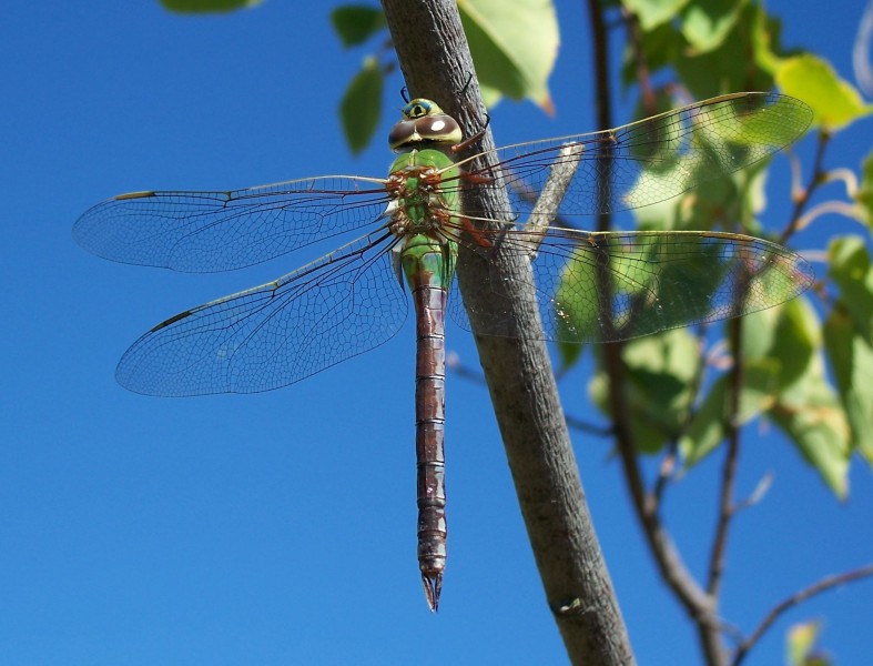 Anax junius-Female-2