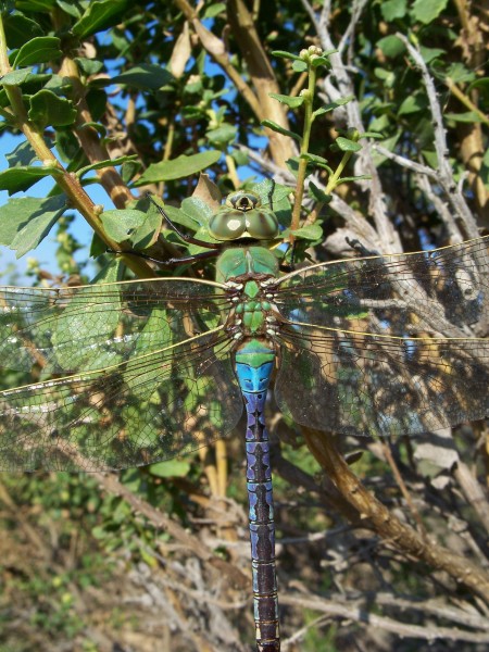 Anax junius-Male-2