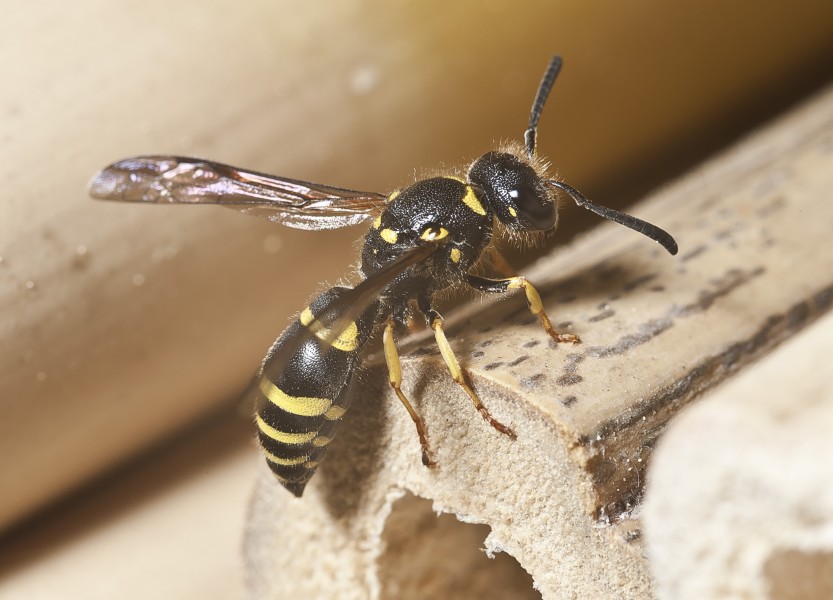 Ancistrocerus nigricornis-pjt2