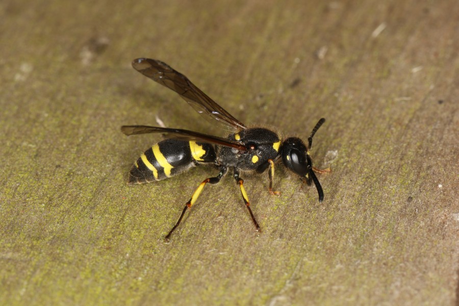 Ancistrocerus trifasciatus (27358164075)