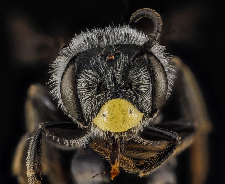 Andrena aliciae, male, face 2012-08-07-17.25 (7982757269)