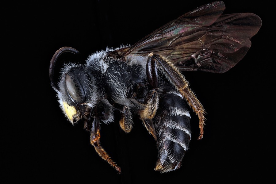 Andrena aliciae m1
